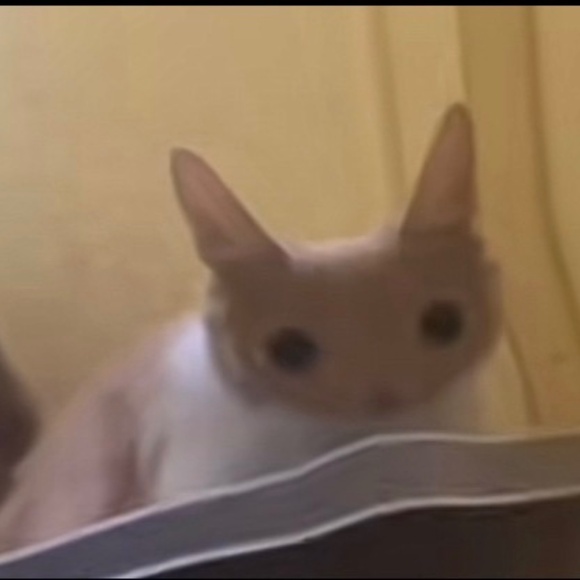 Meet your Posher, Charlie - Picture 1 of 1